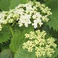 Viburnum dentatum Blue Muffin Blten