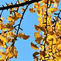 Ginkgo biloba Herbstfrbung