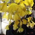 Ginkgobaum 'Menhir', Ginkgo biloba 'Menhir'