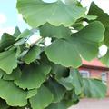 Ginkgo biloba 'Pendula' hngende Zweige