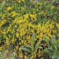 Cytisus decumbens