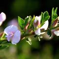 Cytisus purpureus