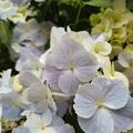 Girlanden-Hortensie 'French Bolero' blau, Hydrangea 'French Bolero' blau