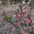Glanzmispel 'Little Red Robin', Photinia fraseri 'Little Red Robin'