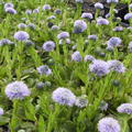 Globularia punctata