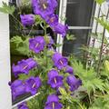 Glockenblume, grossblumig, Campanula medium