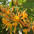 Gold-Geissblatt, Lonicera tellmanniana