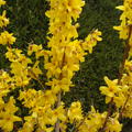 Goldglöckchen 'Goldrausch' mit goldgelben Blüten besetzt