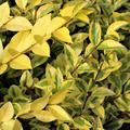 Goldliguster 'Aureum' Herbstfrbung 