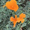 Goldmohn (Kalifornischer Mohn), Eschscholzia californica