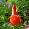 Punica granatum 'Crimson Sky', Granatapfel als Bonsai,  Granatapfel 'Crimson Sky',