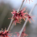 Hamamelis Granatrote Zaubernuss Feuerzauber Zweig nah