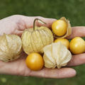 Grossfrchtige Physalis Andenbeere