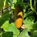 Gurke 'Salome', Cucumis sativus