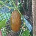 Gurken 'Salome' Samen, Cucumis sativus
