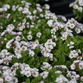 Gypsophila cerastioides