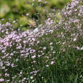 Gypsophila repens 'Pink Star'