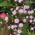 Gypsophila repens 'Rosenschleier', Gypsophila repens 'Rosenschleier