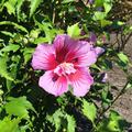 Hibiskus, Eibisch 'Flower Tower Purple' (Hibiscus syriacus 'Flower Tower Purple')