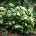 HYDRANGEA arborescens 'Lime Rickey'