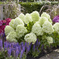 Hydrangea paniculata 'Little Spooky', Zwerg-Rispenhortensie, Kordes