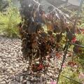 Hngeblutbuche 'Purple Fountain' - Hochstamm, Fagus sylvatica 'Purple Fountain'