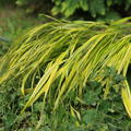 Hakonechloa macra 'Albostriata'