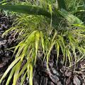 Hakonechloa macra 'Albostriata', Japan-Berggras 'Albostriata'