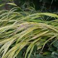 Hakonechloa macra 'Aureola'