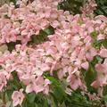 Cornus kousa Satomi