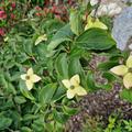 Hartriegel, Blumenhartriegel 'Wieting's Select', Cornus kousa chinensis 'Wieting's Select'