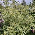 Hartriegel 'Cream Cracker' , Cornus alba 'Cream Cracker' 
