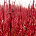 Cornus alba 'Elegantissima', Hartriegel, Tatarischer Hartriegel