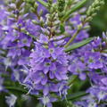 Hebe Garden Beauty Blue