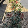 Hecken-Palette Glanzmispel 'Red Robin' (24er Set), Photinia fraseri 'Red Robin'