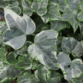 Hedera helix 'Kolibri', Gemeiner Efeu