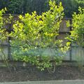 Heidelbeere Bluecrop, Vaccinium corymbosum