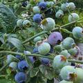Heidelbeere Bluesbrothers, Vaccinium