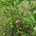 Heidelbeere Duke, Vaccinium corymbosum