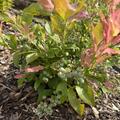 Heidelbeere 'Flamingo', Vaccinium corymbosum 'Flamingo'