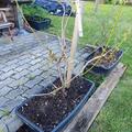 Heidelbeere Pinkbeere� 'Pink Lemonade'�, Vaccinium corymbosum