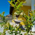 Heidelbeere Rubel, Vaccinium