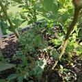 Heidelbeere Sunshine Blue, Vaccinium corymbosum