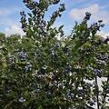 Heidelbeerstrauch Luberissima 'Bluesbrothers', Vaccinium