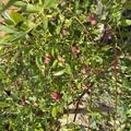 Heidelbeerstrauch Luberissima� Pinkbeere� 'Pink Lemonade'�, Vaccinium corymbosum
