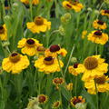 Helenium x cultorum 'El Dorado'