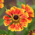 Helenium x cultorum 'Goldreif'
