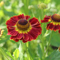 Helenium x cultorum 'Knigstiger'
