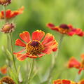 Helenium x cult. 'Poncho' (S)