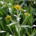 Helenium hoopesii